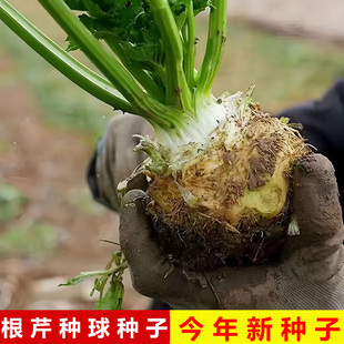 盆栽阳台四季根芹种子大全地中海根洋芹菜种球春夏秋冬季蔬菜种籽
