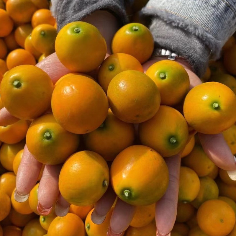 广西融安第三代脆蜜金柑金桔试吃装新鲜现摘纯甜水果孕妇发顺丰包,水产肉类/新鲜蔬果/熟食,桔子,淘宝优惠券,粉丝福利购,淘宝优惠卷