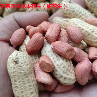 四川正宗水果花生带壳农家自种可吃可做种子粉皮晒干瘪子甜花生