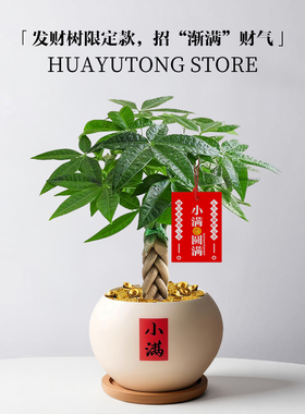 发财树小盆栽室内招财植物摆件