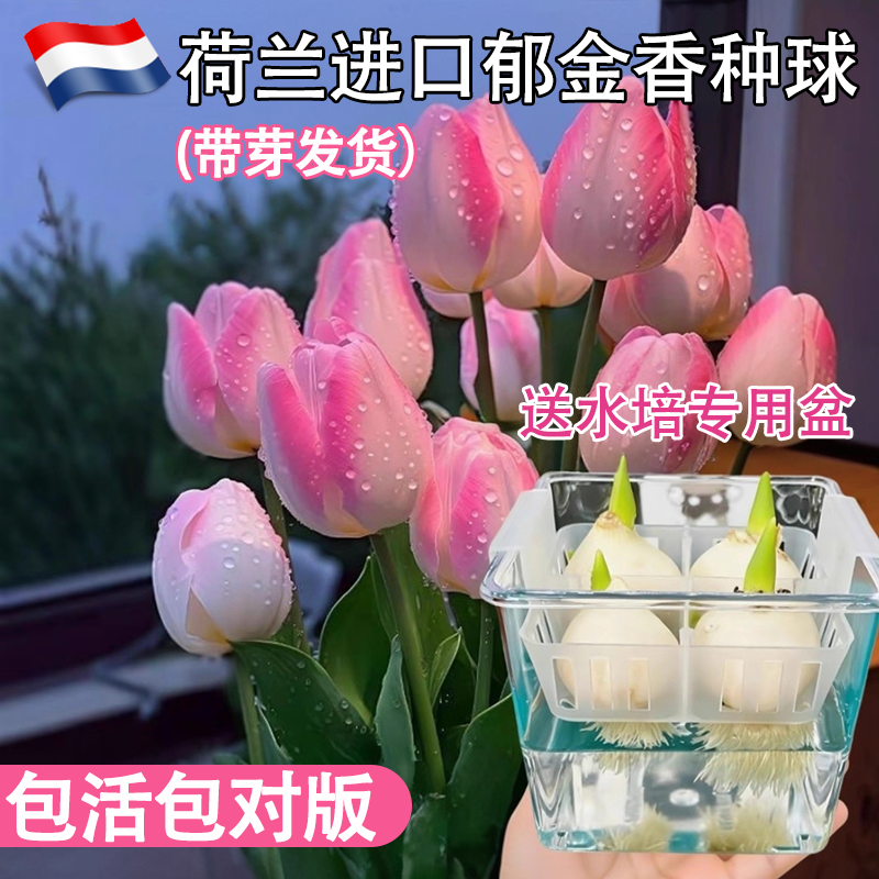 荷兰进口郁金香种球水培5度球植物桌面植物花卉种子阳台耐寒好养
