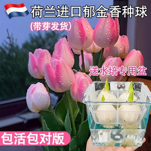 荷兰进口郁金香种球水培5度球植物桌面植物花卉种子阳台耐寒好养