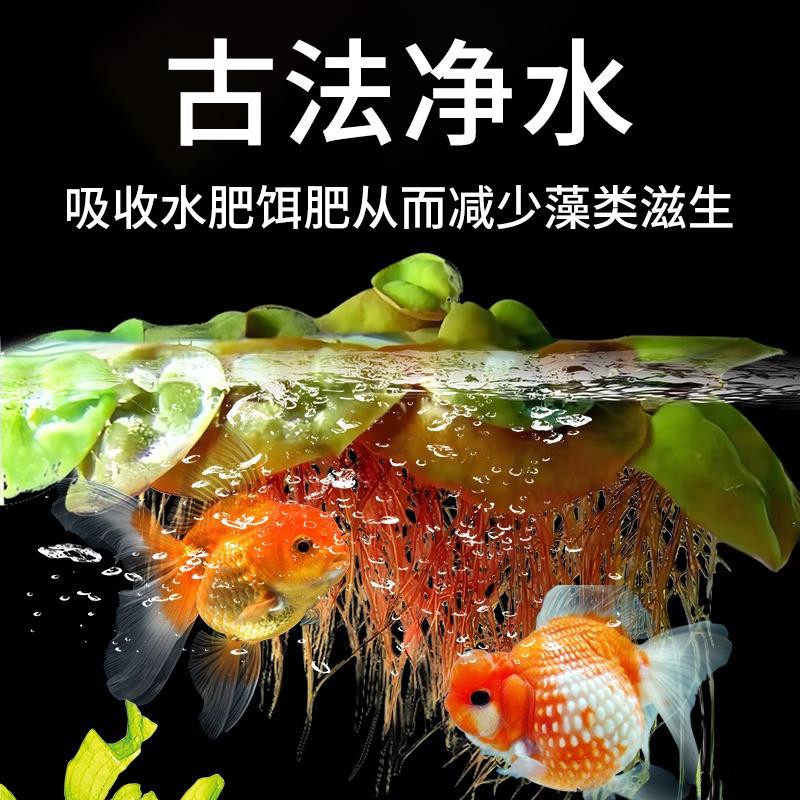 浮萍水草一叶莲鱼缸专用水培植物古法养鱼水葫芦水芙蓉圆心萍造景