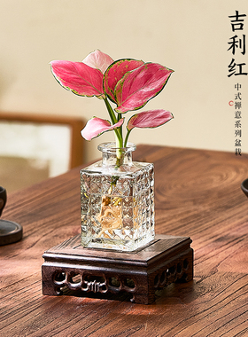 精品吉利红水培植物花卉如意皇后