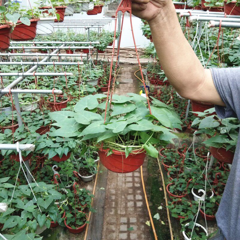 爬藤富贵帘盆栽锦屏藤苗珠帘藤植物阳台庭院一帘幽梦金丝垂帘绿植