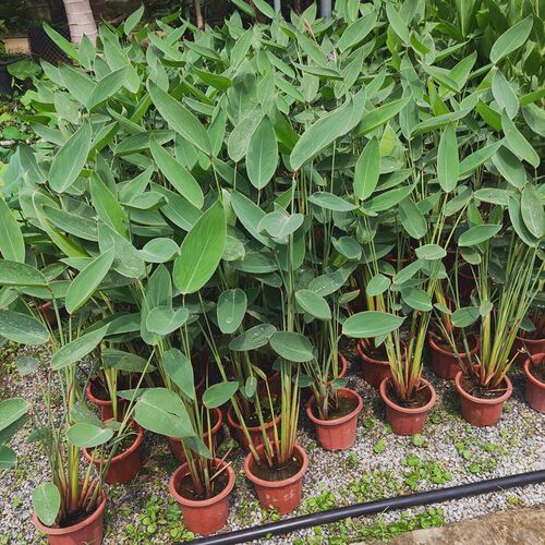 植物庭院鱼塘净化水质别墅再力花