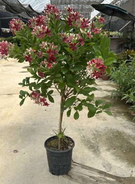 直立使君子庭院阳光户外植物耐热耐晒水君子喜阳好养多年生花期长