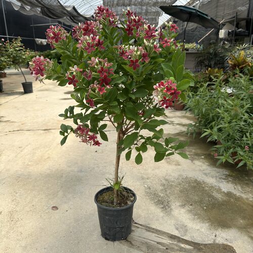 直立使君子庭院阳光户外植物耐热