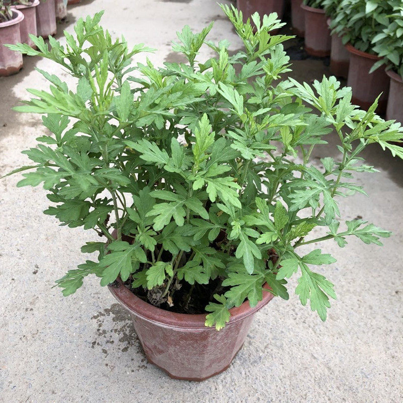 芸香草苗煲绿豆糖水臭草盆栽鱼腥草种植苗新鲜可食用臭艾香草菜园