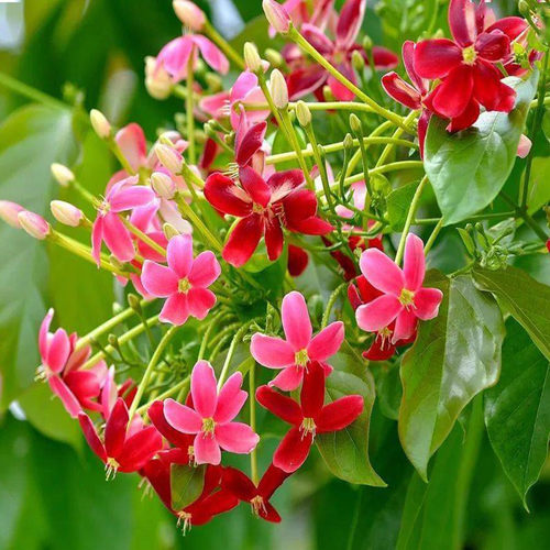 重瓣使君子芳香阳台耐高温花卉苗