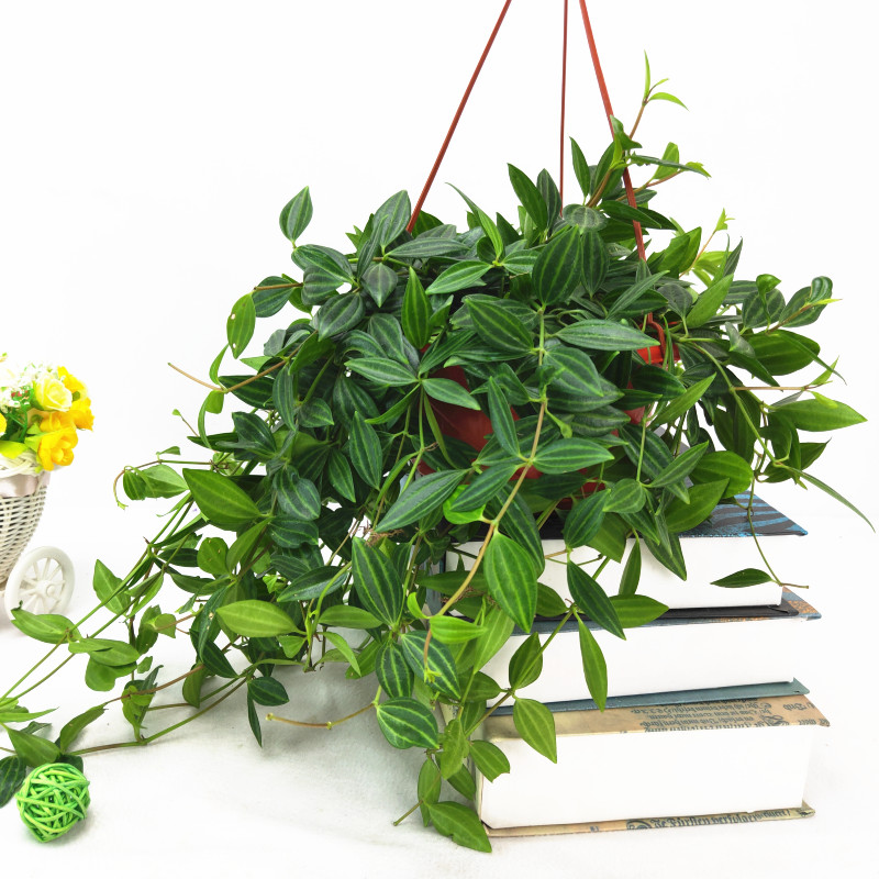 四季常青钻石翡翠盆栽白脉椒绿色植物办公室桌面净化空气绿植盆景