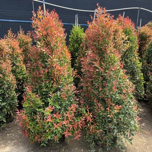 红车树苗红车木大苗室外别墅显高档庭院花园风景造景树木本多年生