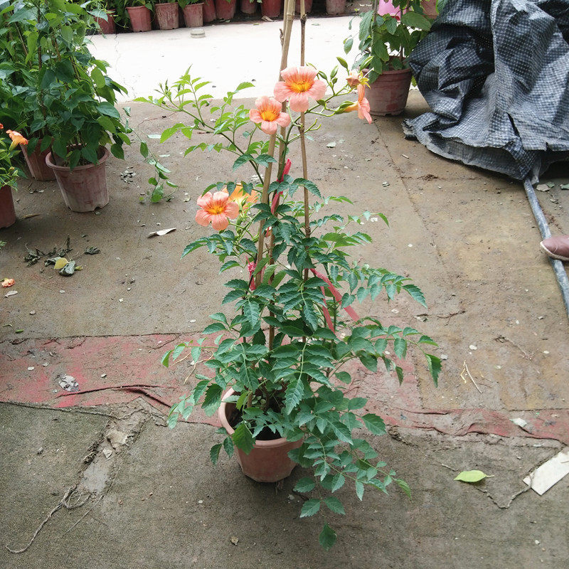 耐寒带根发货攀援绿植凌霄花苗