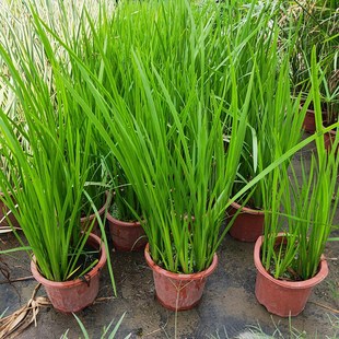 菖蒲水培植物客厅室外水池鱼缸水生水养盆栽苗四季常绿驱蚊吸甲醛