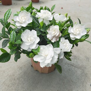 栀子花大树苗四季开花枝枝花盆栽植物室内阳台好养观花浓香型花卉