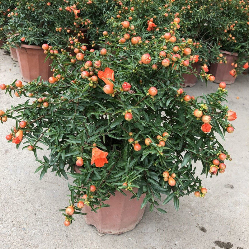 红石榴树树苗盆栽观赏石榴花盆景多年生好养木本植物花卉四季开花