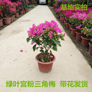 三角梅绿叶宫粉 花卉绿植盆栽带花发货 阳台庭院四季开花植物包邮
