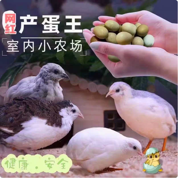 宠物鸡可孵化受精种蛋迷你网红芦丁鸡纯白礼服瓦灰受精卵卢丁鸡蛋