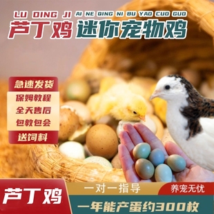 芦丁鸡受精蛋可孵化种蛋卢丁鸡礼服纯白网红宠物鸡迷你鸡瓦灰鹌鹑