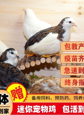 网红宠物鸡活物观赏鸡活体全色系迷你宠物50-90天成鸡白色礼服大