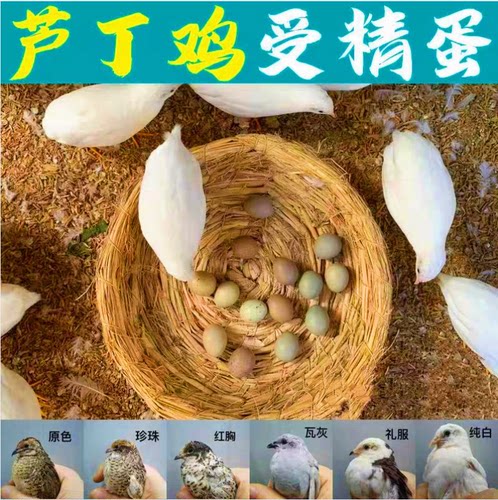 原种宠物鸡芦丁小鸡受精可孵化蛋网红迷你礼服德系卢丁鸡受精蛋