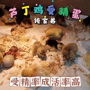 芦丁鸡受精可孵化蛋网红迷你宠物鸡纯白礼服德系精品卢丁鸡受精蛋
