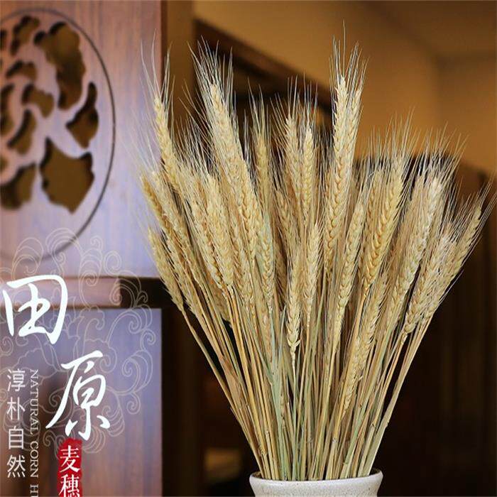 干花干枝包邮道具花小麦大麦麦穗