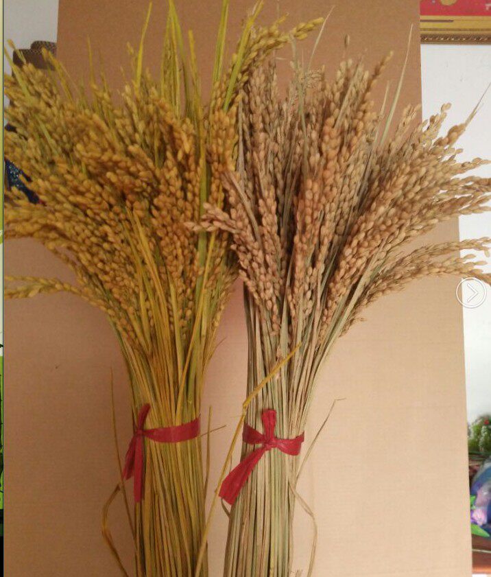 天然干稻穗稻谷麦穗干花稻穗拍摄 摄影道具橱窗装修造景五谷丰登