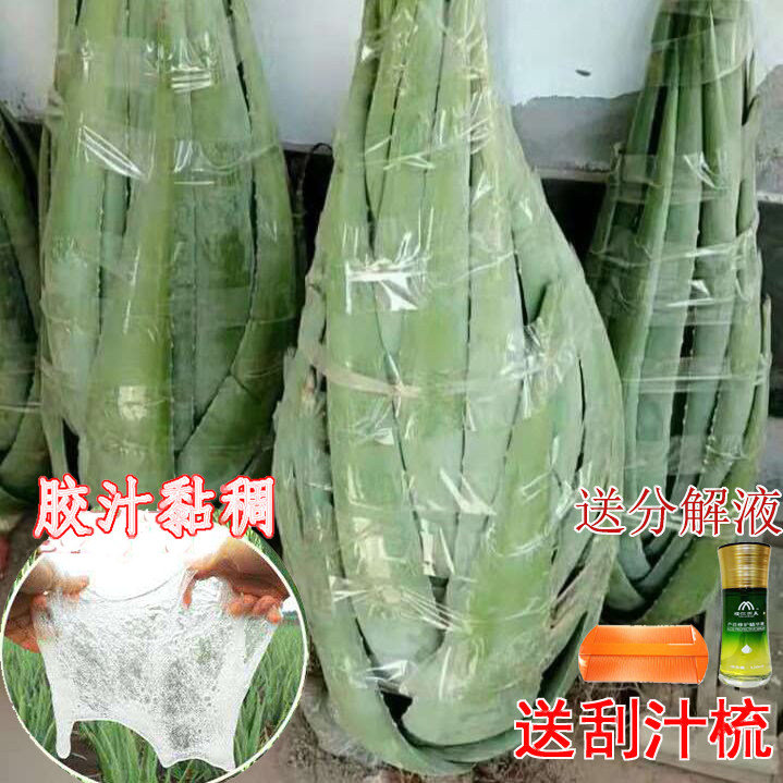 芦荟灌肤补水芦荟盆栽洗浴洗头