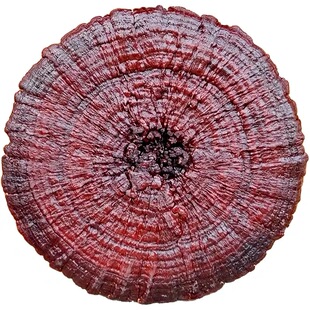 半野生赤灵芝观赏灵芝摆件特大灵芝巨型金边红灵芝茶整枝80到一米