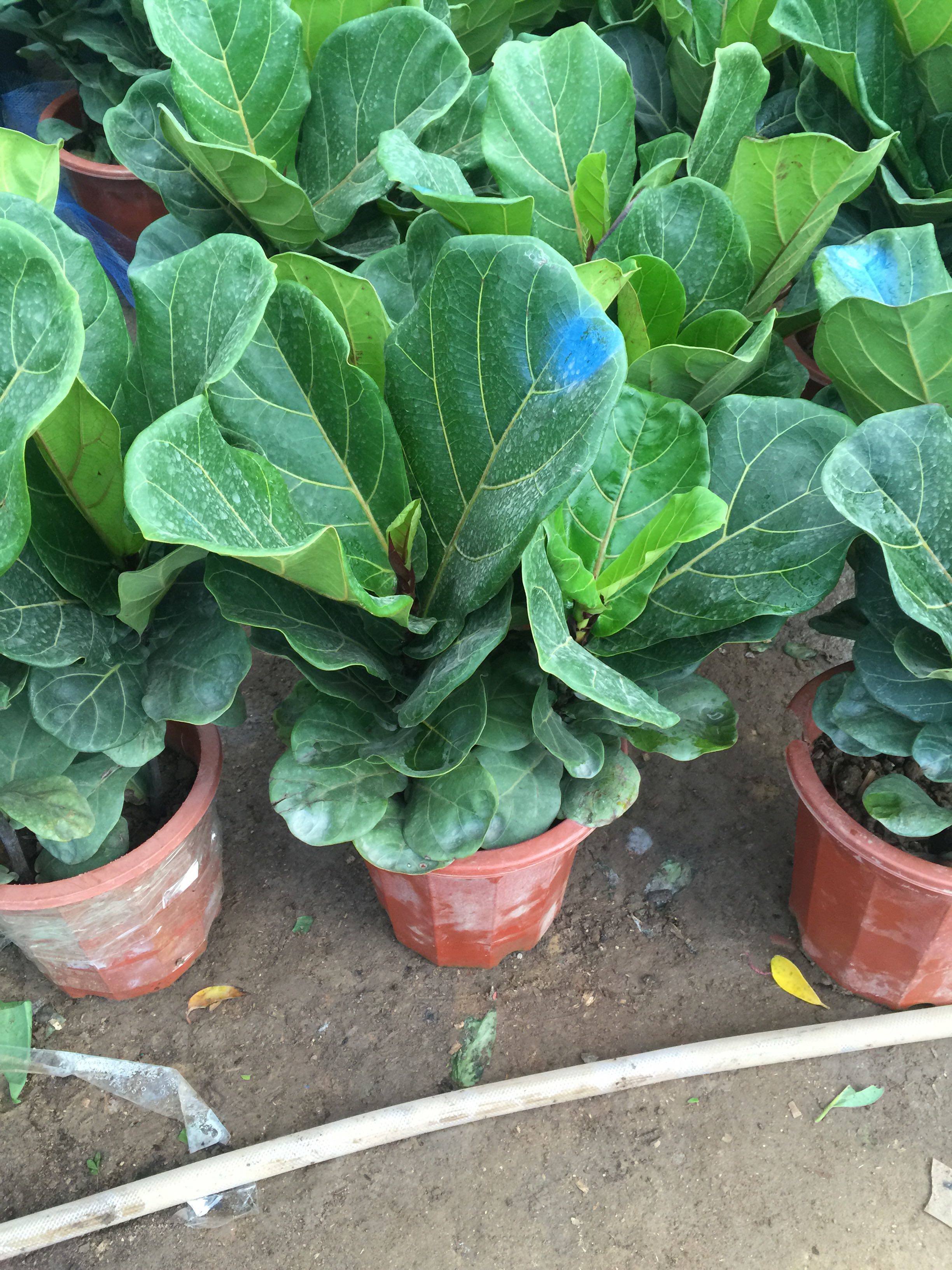 琴叶榕盆栽花卉室内观叶花草绿色植物办公桌客厅卧室绿植四季常青