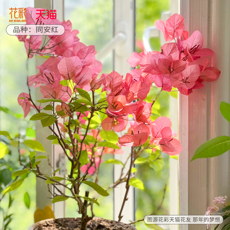 三角梅扦插袋苗便宜好养多季开花