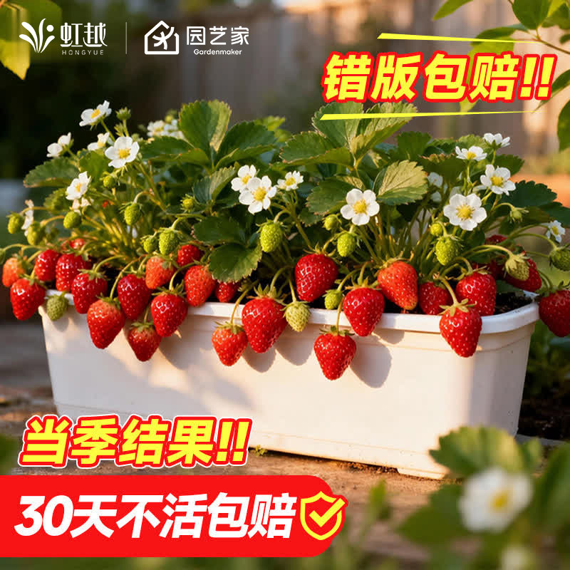 虹越草莓苗盆栽带果带花冬季结果阳台果树红颜粉玉久香果苗,鲜花速递/花卉仿真/绿植园艺,果树,淘宝优惠券,粉丝福利购,淘宝优惠卷