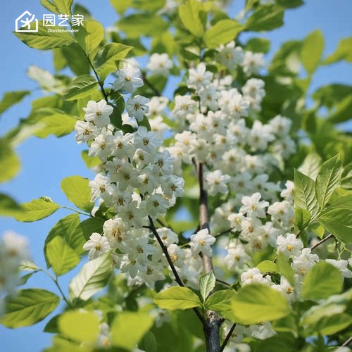 园艺家日本雪铃树花树大苗盆栽庭院花园好养耐寒落叶香花乔木树苗