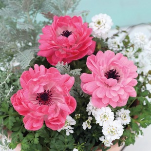 花彩新品银莲花阳台盆栽庭院花园花境多年生球根花卉耐寒新手好养