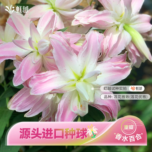 重瓣香水百合种球虹越进口对版