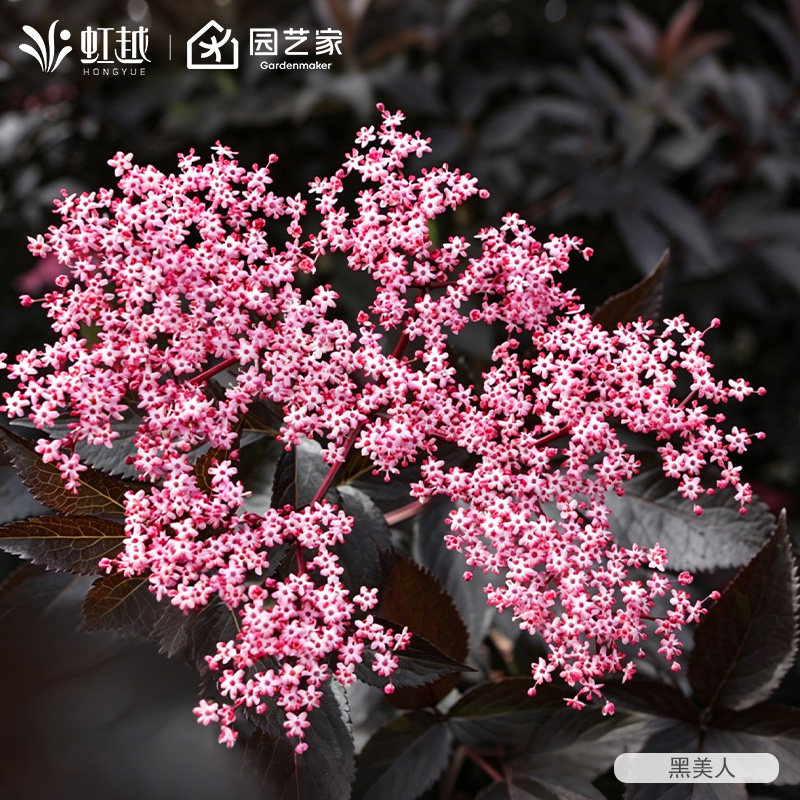 虹越进口接骨木盆栽小苗好养夏季开花可食庭院花园好养多年生灌木