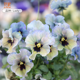花彩lady皱边角堇花苗盆栽易变色礼服阳台草花冬季耐寒易爆花量大