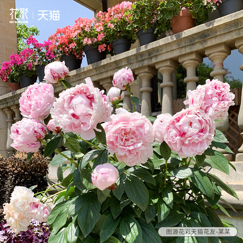 花彩芍药裸根盆栽大花多花色露台庭院花园地栽耐寒多年生老桩原株,鲜花速递/花卉仿真/绿植园艺,种球/裸根,淘宝优惠券,粉丝福利购,淘宝优惠卷