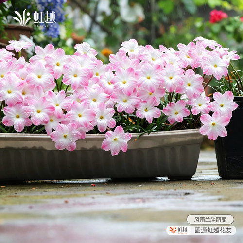 虹越风雨兰种球胖丽丽夏季开花
