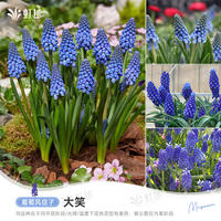 Sunrise grape hyacinth bulbs, indoor and outdoor, balcony potted, ground planted perennial flowers, imported Hongyue pre-sale thumbnail 3
