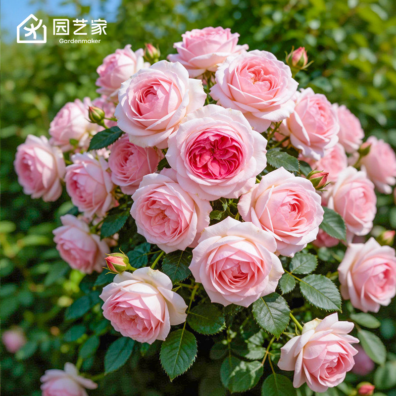 虹越月季精选品种小苗图片