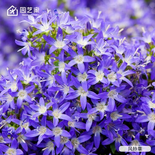 园艺家风铃草好养开花小苗