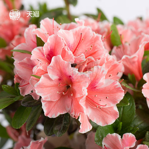 安酷杜鹃花盆栽多季开花老桩大苗