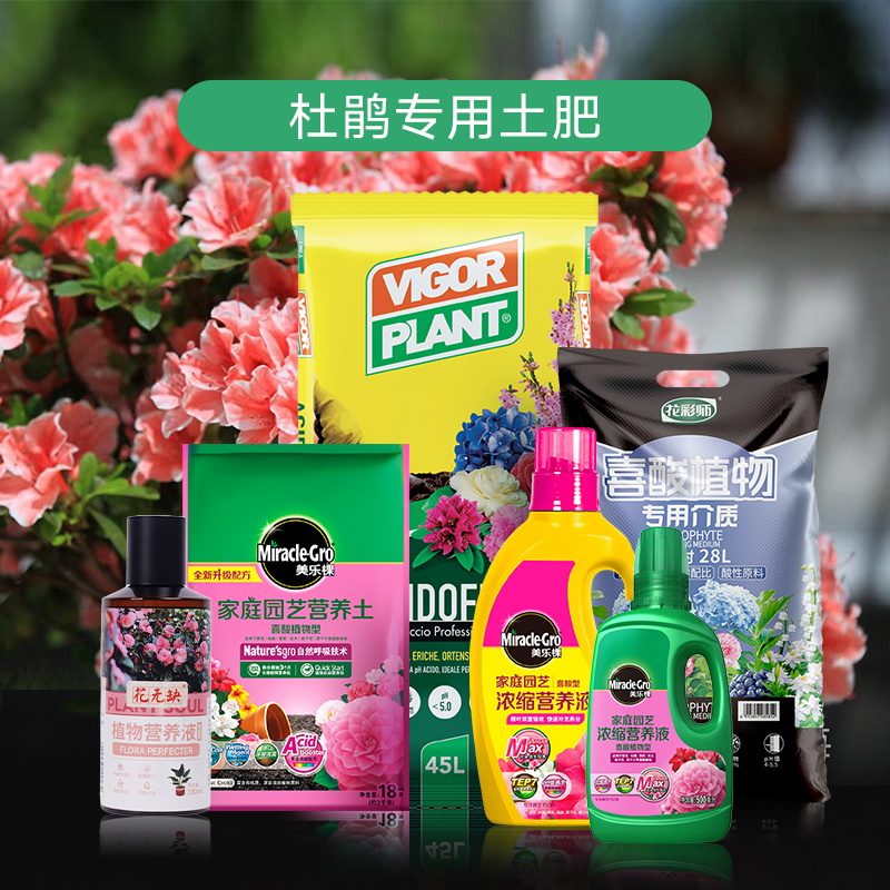 三角梅杜鹃营养土肥虹越