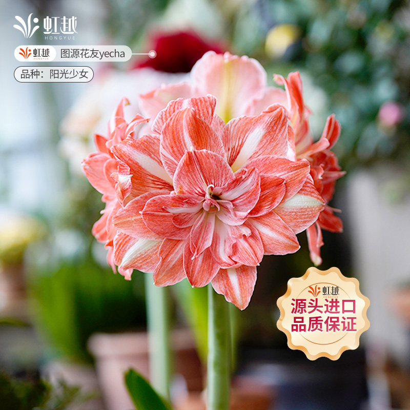 进口朱顶红阳光少女产地直采