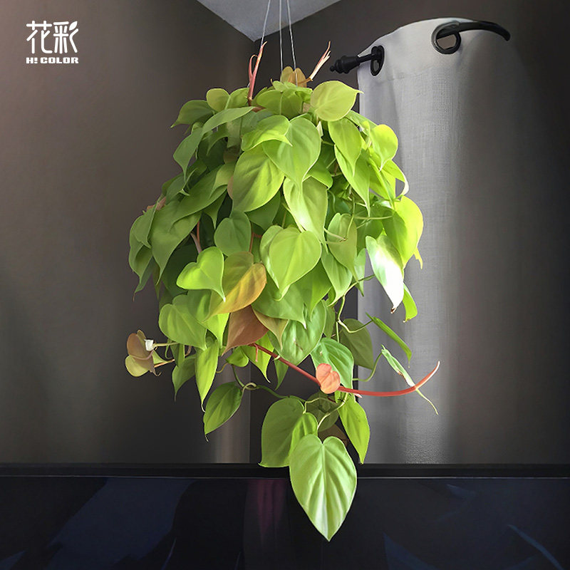 花彩蔓绿绒绿植室内盆栽桌面好养图片