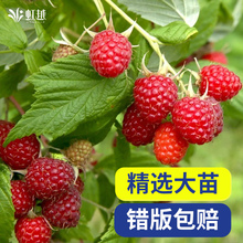 虹越树莓苗覆盆子果苗盆栽水果树阳台南北方种植多年生耐热耐寒