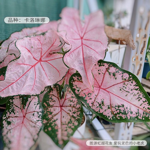 彩叶芋种球卡洛琳娜阳台观叶盆栽