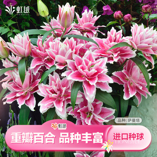 重瓣百合香水虹越进口种球对版